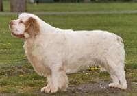 Clumber Spaniel