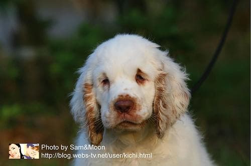 Clumber Spaniel
