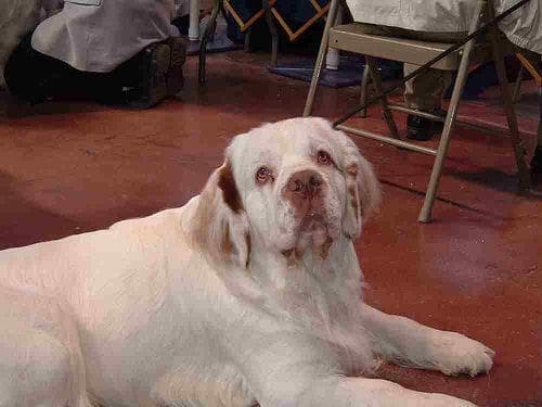 Clumber Spaniel