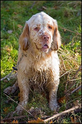 Clumber Spaniel