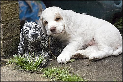 Clumber Spaniel