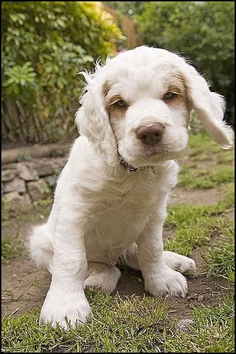 Clumber Spaniel