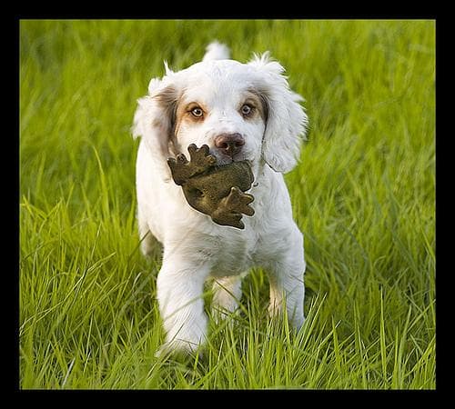 Clumber Spaniel