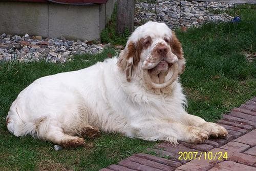 Clumber Spaniel