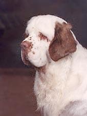 Clumber Spaniel