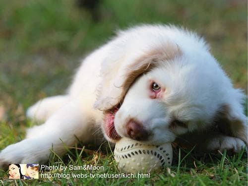 Clumber Spaniel