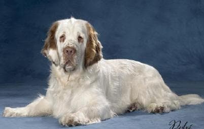 Clumber Spaniel