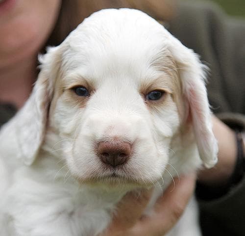 Clumber Spaniel