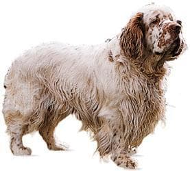 Clumber Spaniel