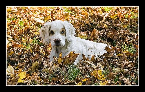 Clumber Spaniel