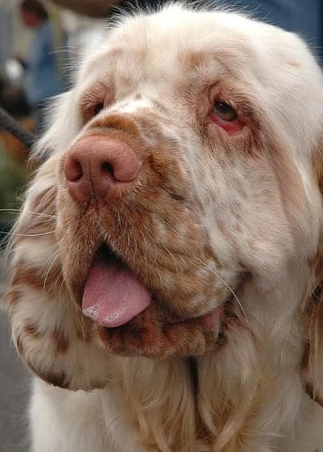 Clumber Spaniel
