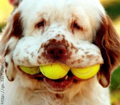 Clumber Spaniel