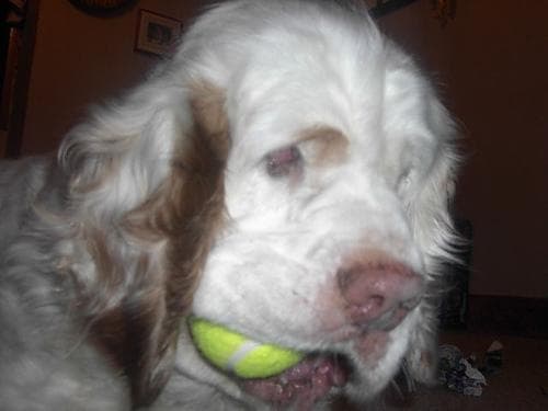 Clumber Spaniel