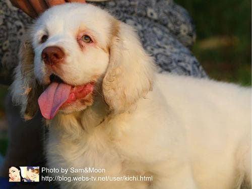 Clumber Spaniel