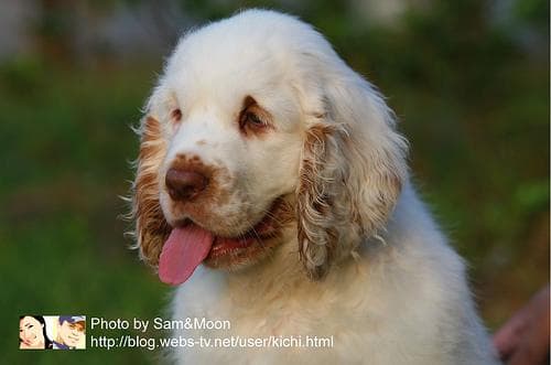 Clumber Spaniel
