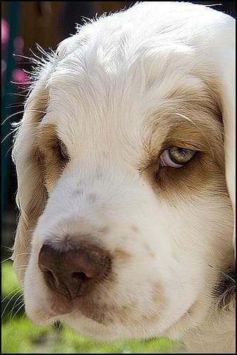 Clumber Spaniel
