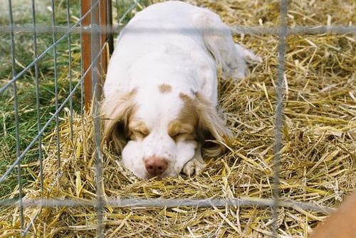 Clumber Spaniel