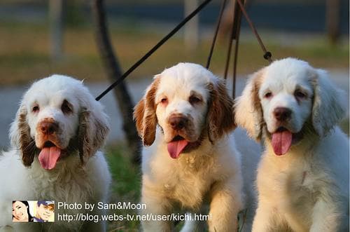 Clumber Spaniel