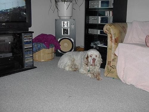 Clumber Spaniel