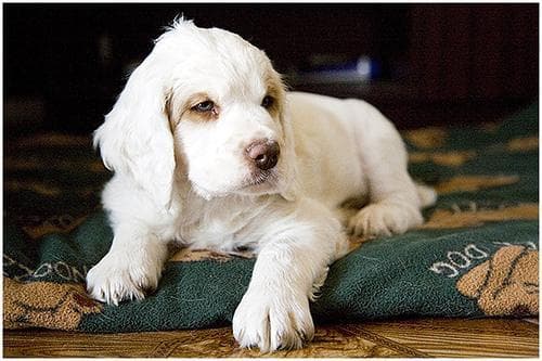 Clumber Spaniel
