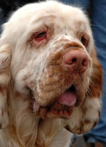 Clumber Spaniel