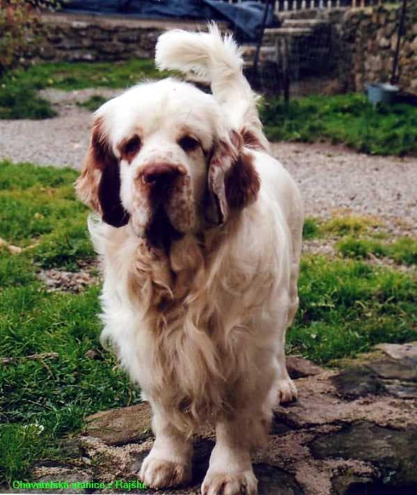 Clumber Spaniel