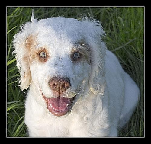 Clumber Spaniel