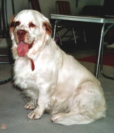 Clumber Spaniel