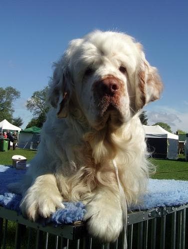 Clumber Spaniel