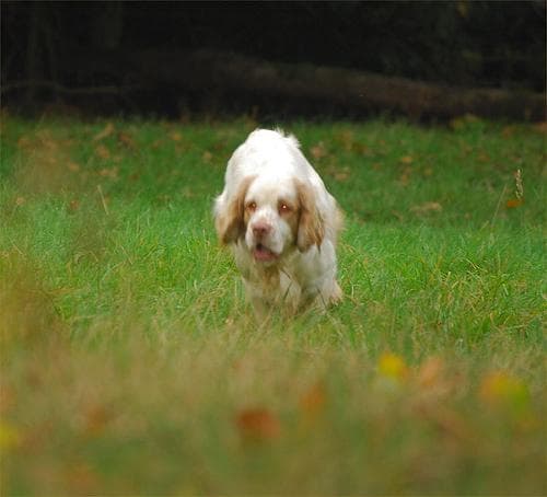 Clumber Spaniel