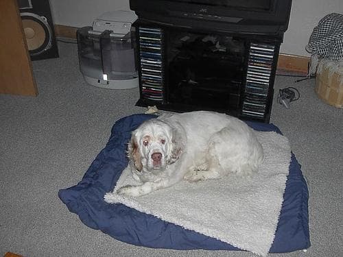 Clumber Spaniel