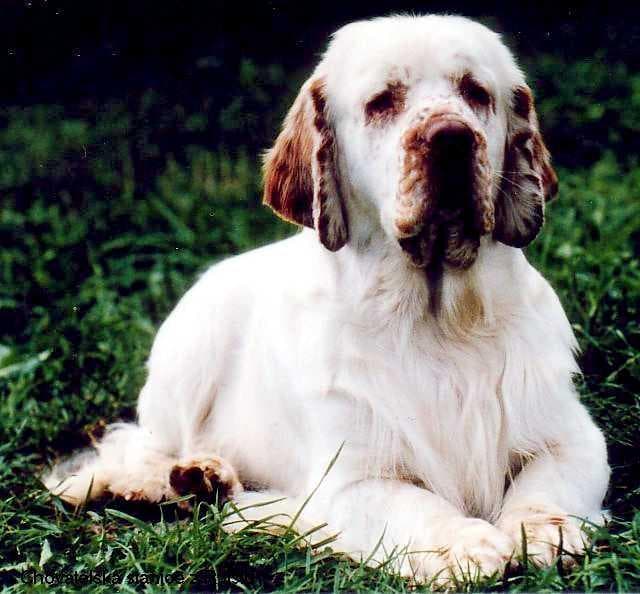 Clumber Spaniel