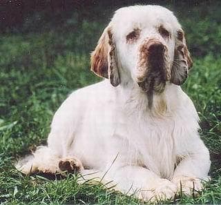 Clumber Spaniel
