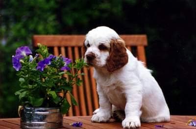 Clumber Spaniel