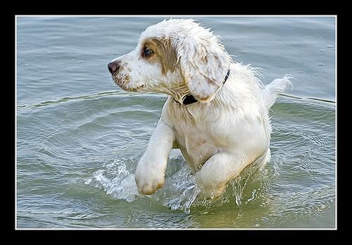 Clumber Spaniel