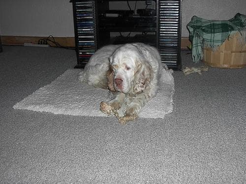 Clumber Spaniel