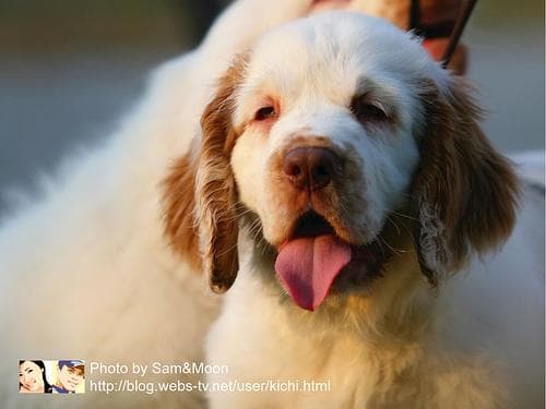 Clumber Spaniel