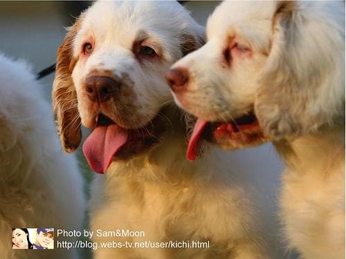 Clumber Spaniel