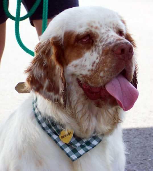 Clumber Spaniel