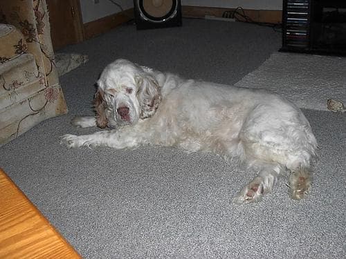 Clumber Spaniel