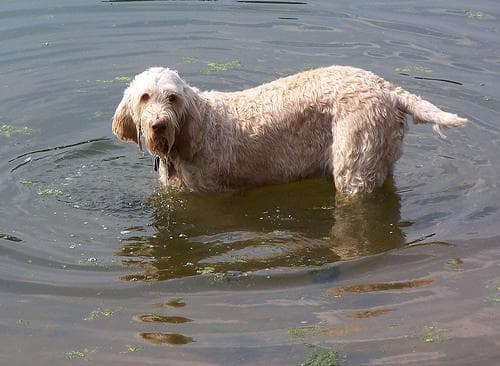 Clumber Spaniel