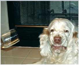 Clumber Spaniel