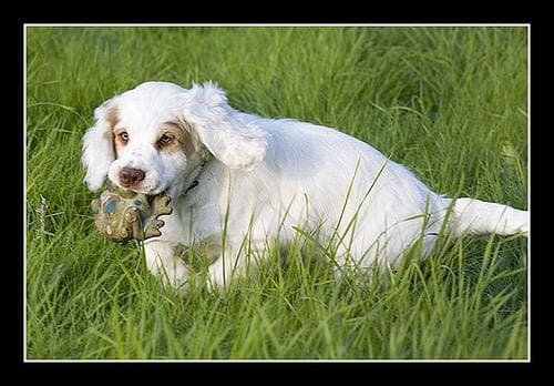 Clumber Spaniel
