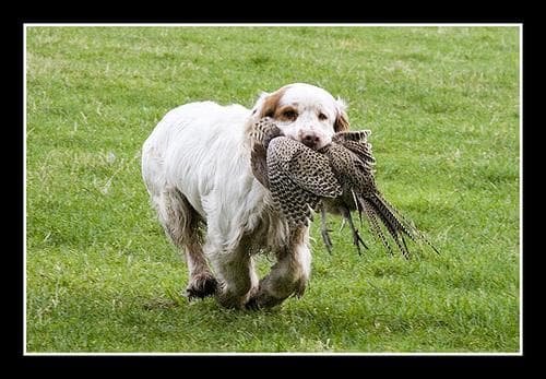 Clumber Spaniel