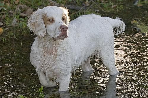Clumber Spaniel