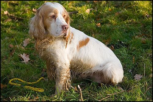 Clumber Spaniel