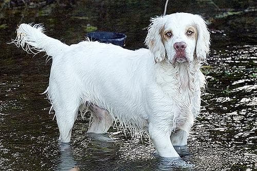 Clumber Spaniel