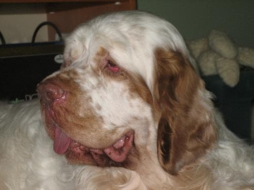 Clumber Spaniel