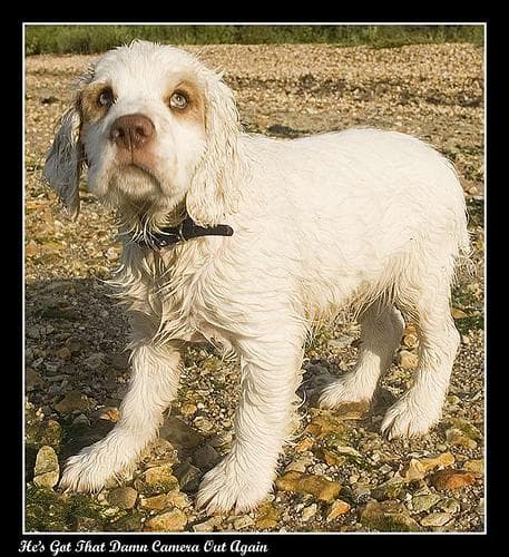 Clumber Spaniel