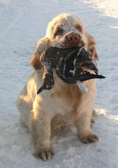 Clumber Spaniel